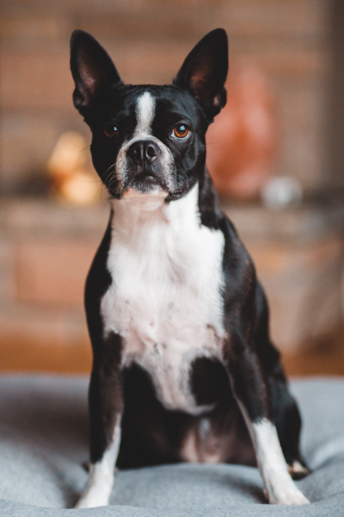 Boston Terrier Puppy For Sale - Puppy Love PR